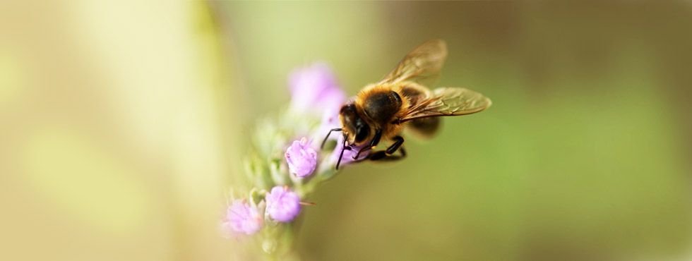 Insect Allergies treated in Upper Dublin